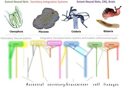 Multiple Origins of Neurons From Secretory Cells